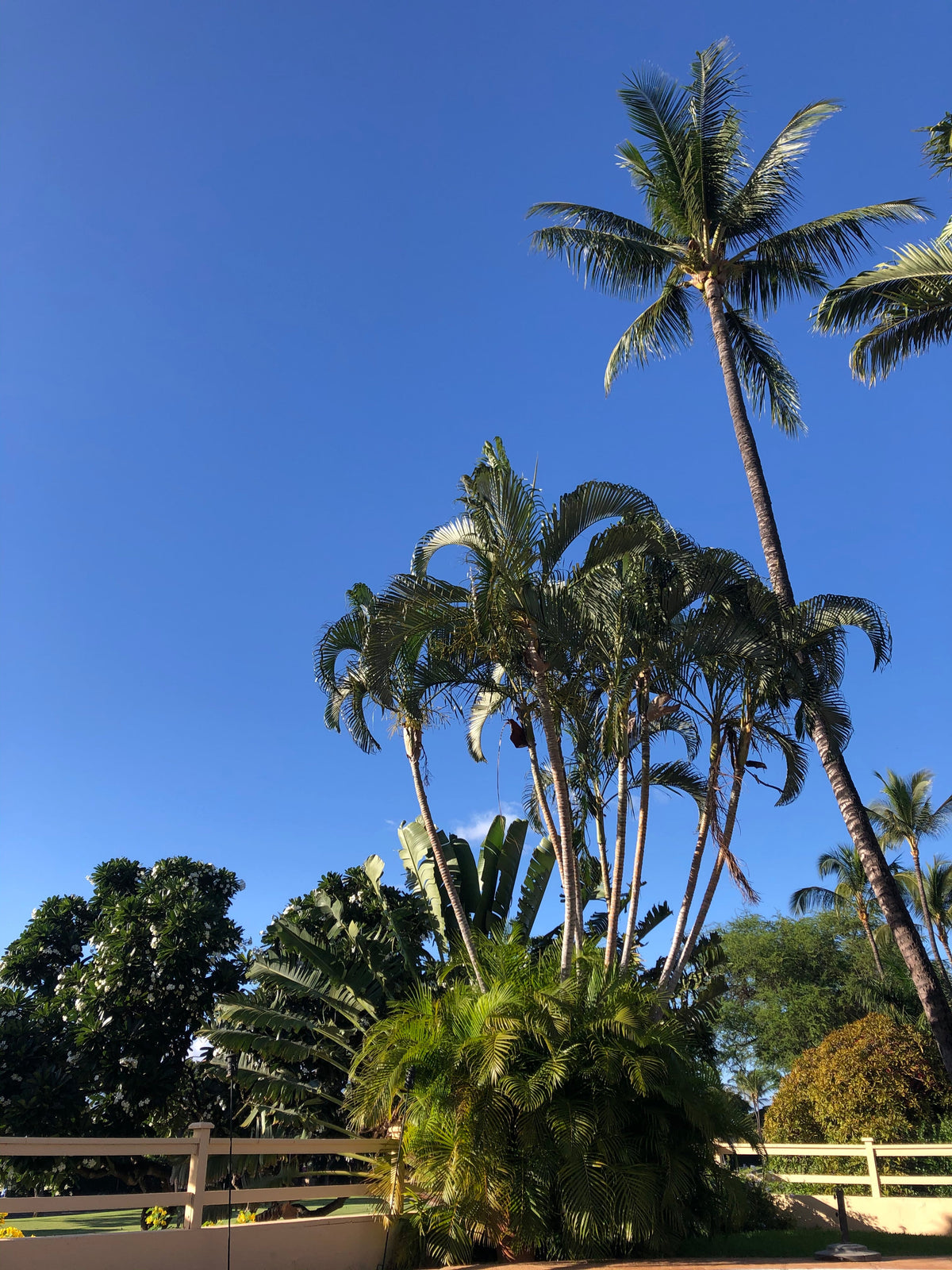 Made in Maui